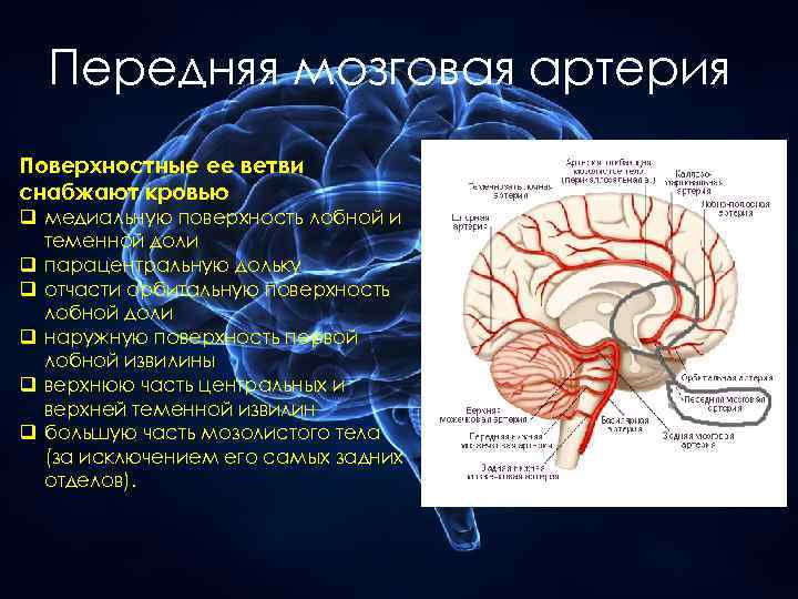 Передний головной мозг. Средняя мозговая артерия кровоснабжает доли. Источник кровоснабжения передних отделов головного мозга. Бассейн средней мозговой артерии кровоснабжает. Кровоснабжение затылочной доли.