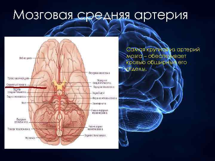 Мозговая средняя артерия Самая крупная из артерий мозга – обеспечивает кровью обширные его отделы.