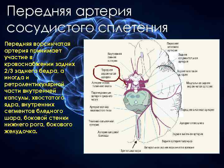 Передняя артерия сосудистого сплетения Передняя ворсинчатая артерия принимает участие в кровоснабжении задних 2/3 заднего