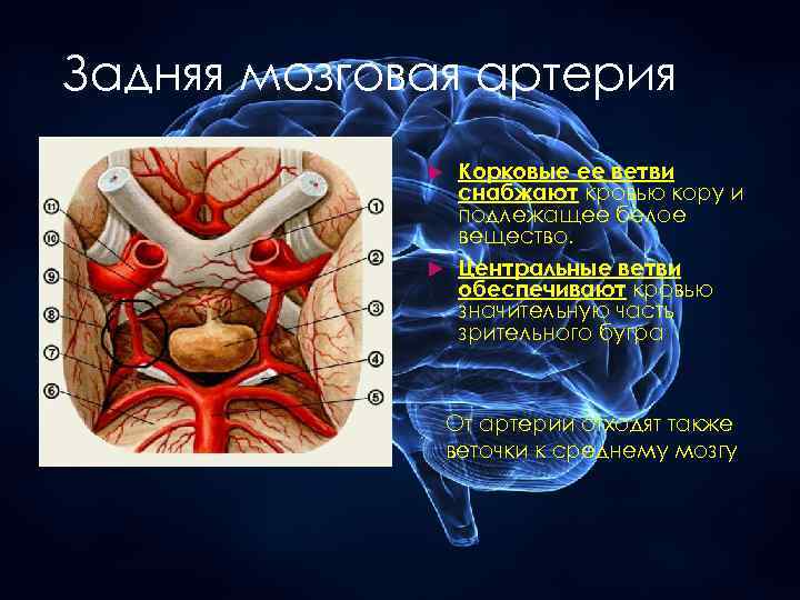 Задняя мозговая артерия Корковые ее ветви снабжают кровью кору и подлежащее белое вещество. Центральные