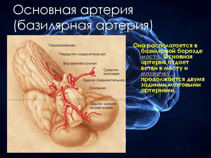 Основная артерия (базилярная артерия) Она располагается в базилярной борозде моста. Основная артерия отдает ветви