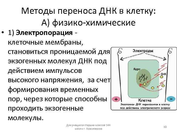 Методы переноса ДНК в клетку: А) физико-химические • 1) Электропорация - клеточные мембраны, становиться