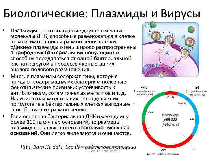 Биологические: Плазмиды и Вирусы • Плазмиды — это кольцевые двухцепочечные молекулы ДНК, способные размножаться