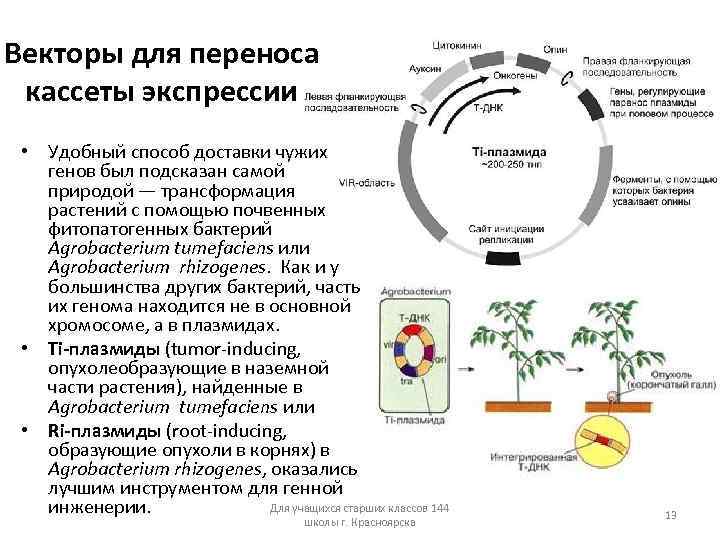 Векторы для переноса кассеты экспрессии • Удобный способ доставки чужих генов был подсказан самой