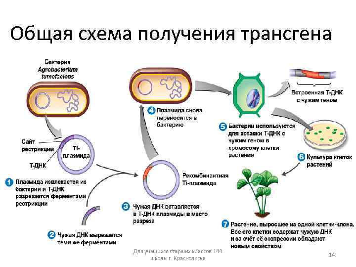 Общая схема получения трансгена Для учащихся старших классов 144 школы г. Красноярска 14 