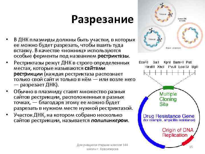 Разрезание • В ДНК плазмиды должны быть участки, в которых ее можно будет разрезать,