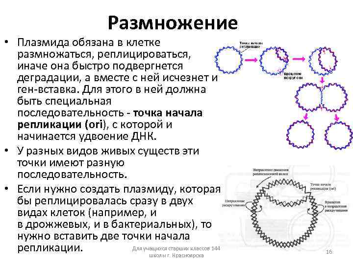 Вставка генов в плазмиду