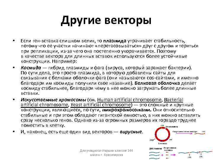 Другие векторы • • Если ген-вставка слишком велик, то плазмида утрачивает стабильность, потому что