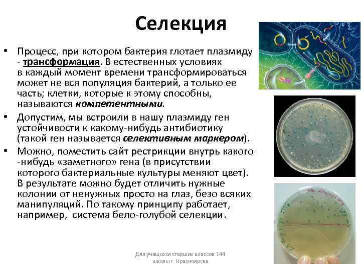 Селекция • Процесс, при котором бактерия глотает плазмиду - трансформация. В естественных условиях в