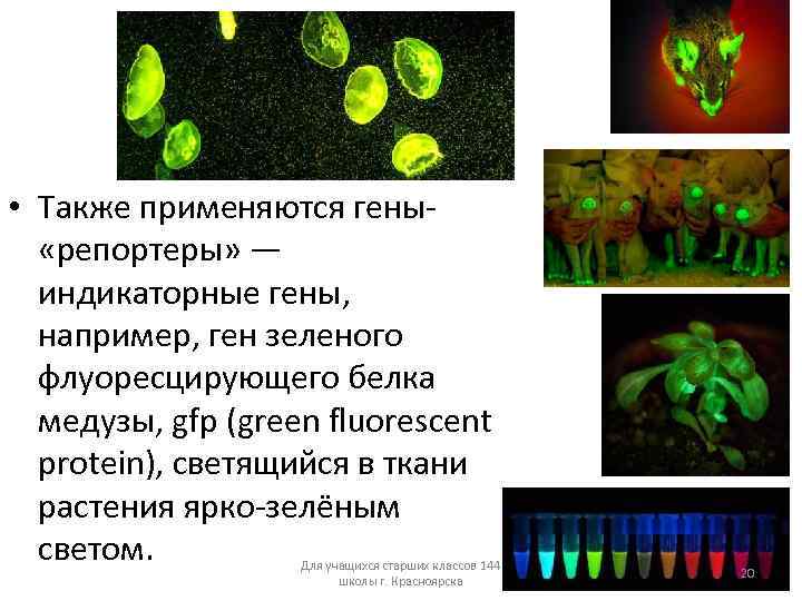  • Также применяются гены «репортеры» — индикаторные гены, например, ген зеленого флуоресцирующего белка