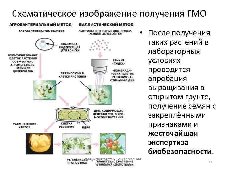 Схематическое изображение получения ГМО • После получения таких растений в лабораторных условиях проводится апробация