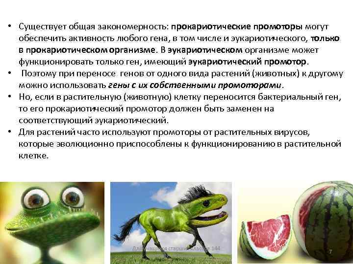  • Существует общая закономерность: прокариотические промоторы могут обеспечить активность любого гена, в том