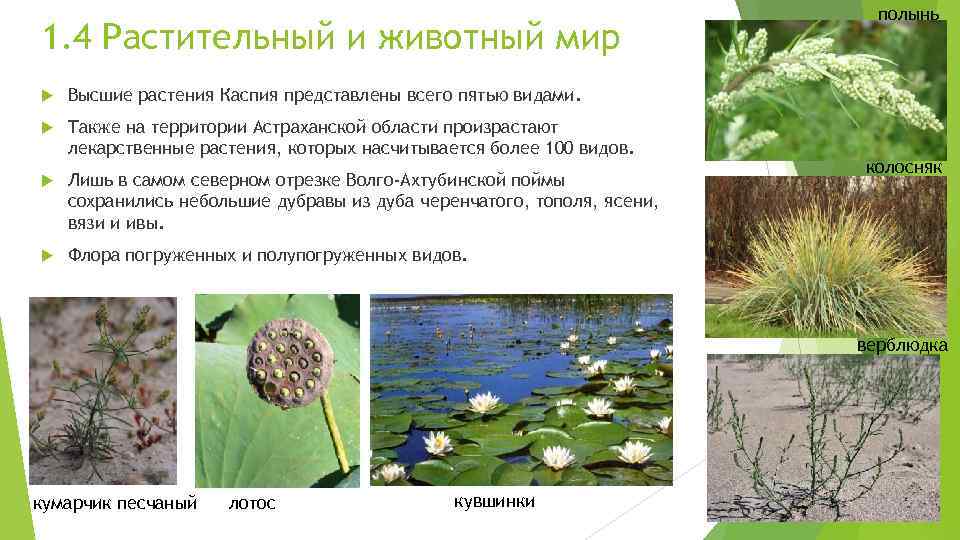 Водные сообщества преобладающие виды растений. Растения Астраханской области. Растительный мир Астрахани. Растения и животные Астраханской области. Растительный мир Астраханской области.