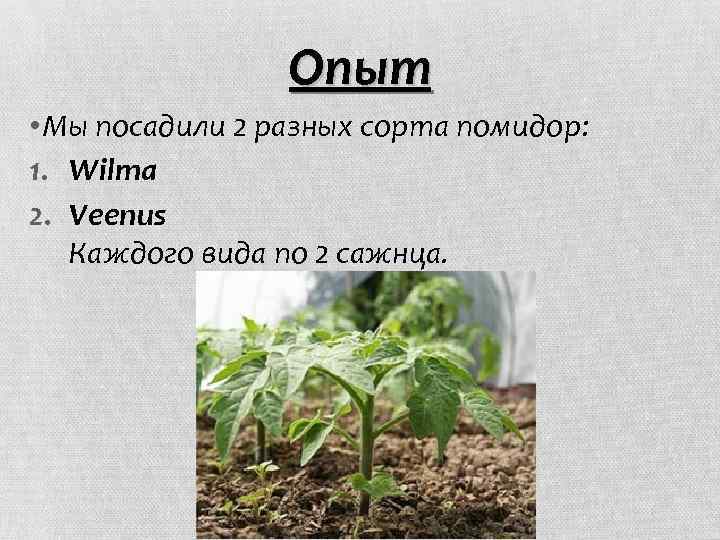 Опыт • Мы посадили 2 разных сорта помидор: 1. Wilma 2. Veenus Каждого вида