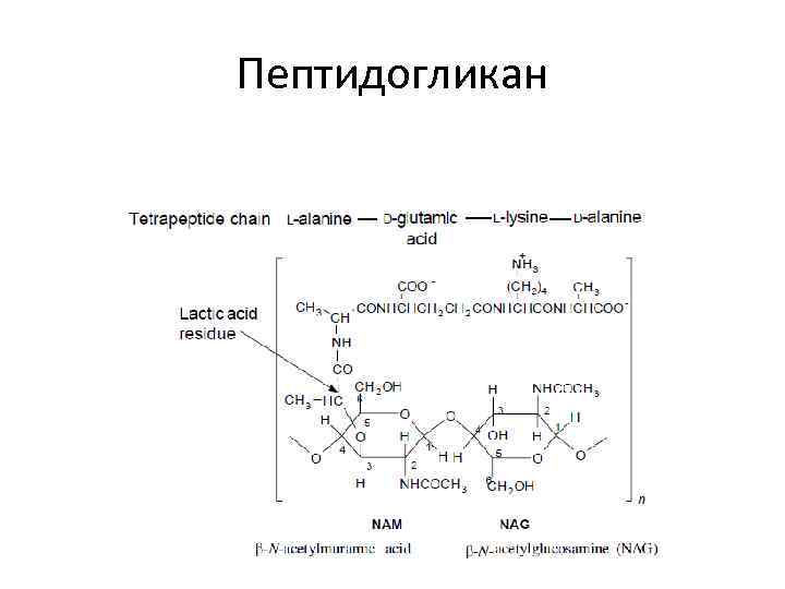 Пептидогликан 