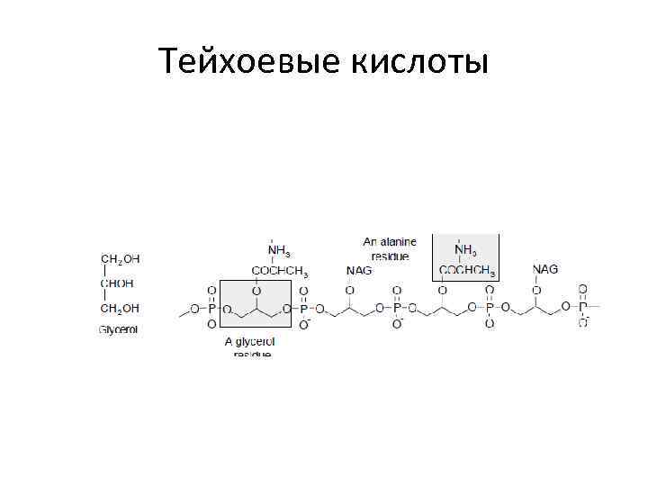 Тейхоевые кислоты 