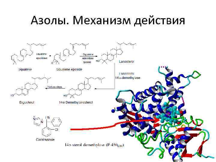 Азолы. Механизм действия 