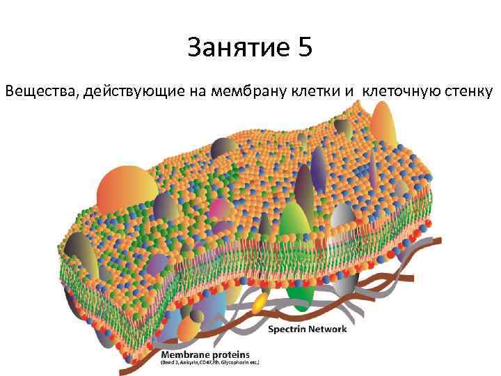 Занятие 5 Вещества, действующие на мембрану клетки и клеточную стенку 