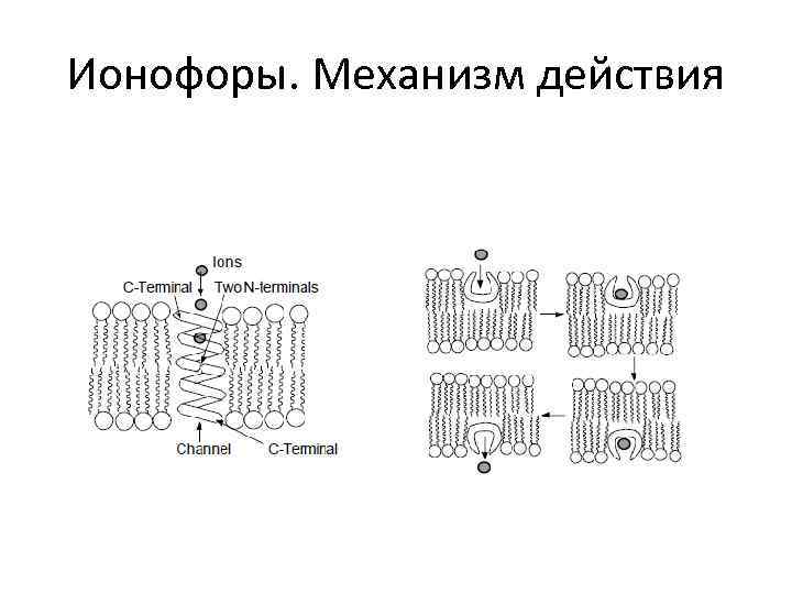 Ионофоры. Механизм действия 