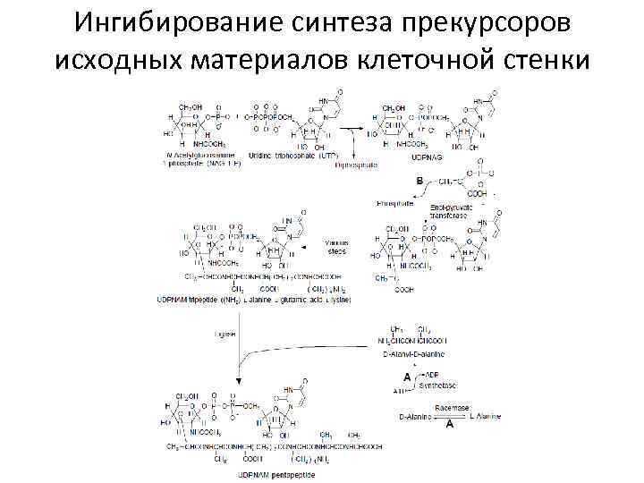 Ингибирование синтеза прекурсоров исходных материалов клеточной стенки 