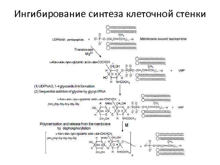 Ингибирование синтеза клеточной стенки 