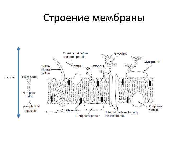 Схема строения биологической мембраны - 80 фото