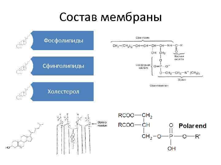 Состав мембраны Фосфолипиды Сфинголипиды Холестерол 