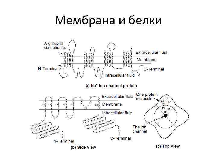 Мембрана и белки 