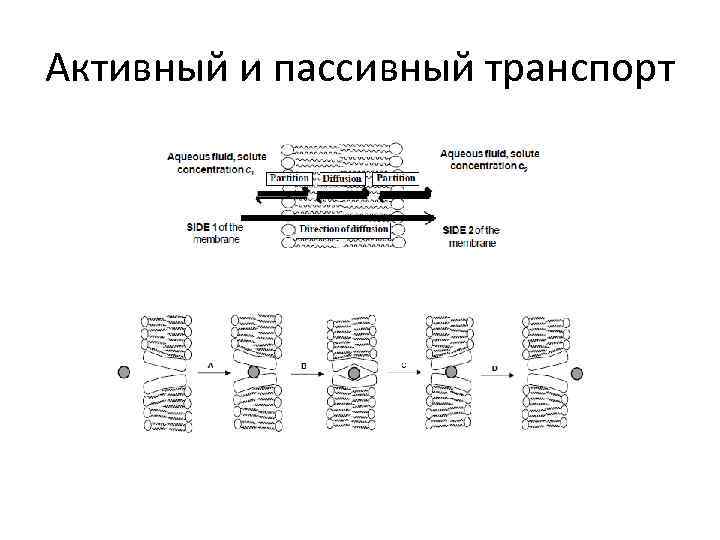 Активный и пассивный транспорт 