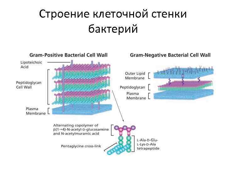 Строение клеточной стенки бактерий 