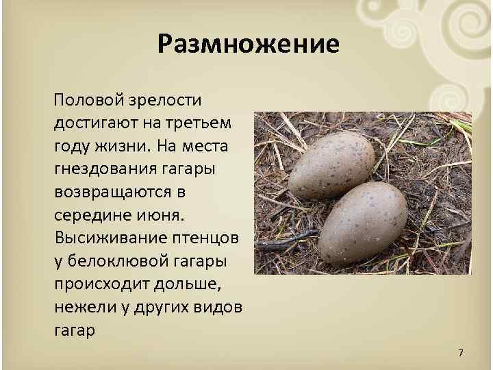 Что бывает долгим. Яйцо гагары. Белоклювая гагара размножение. Яйца гагары фото. Яйца птиц гагары.