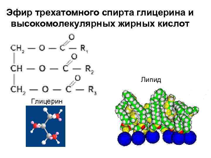 Эфир трехатомного спирта глицерина и высокомолекулярных жирных кислот Липид Глицерин 