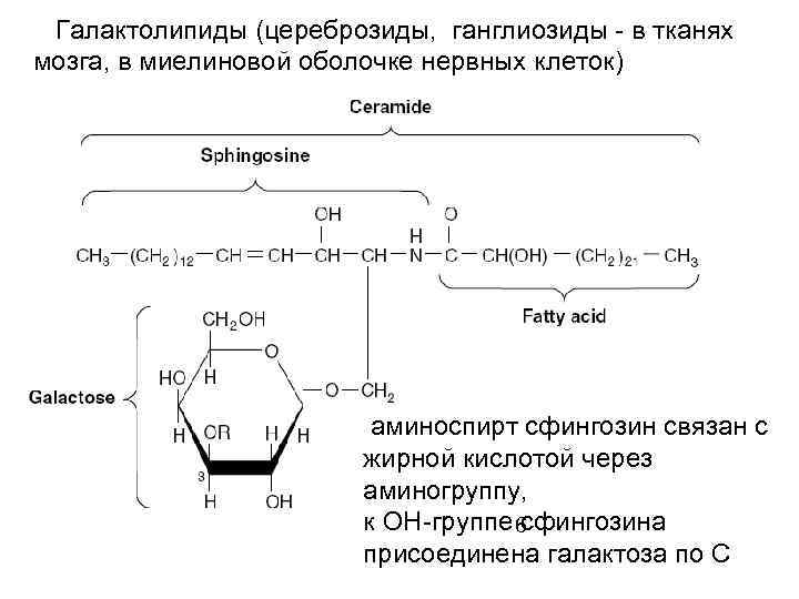 Галактолипиды (цереброзиды, ганглиозиды - в тканях мозга, в миелиновой оболочке нервных клеток) аминоспирт сфингозин