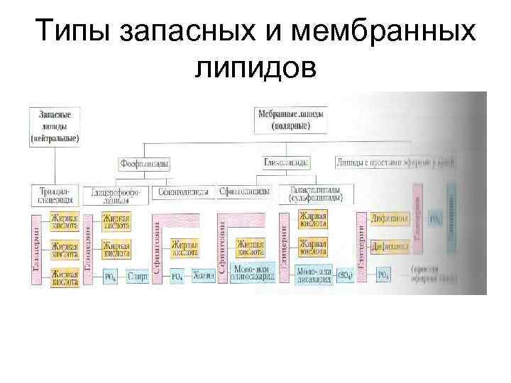 Типы запасных и мембранных липидов 