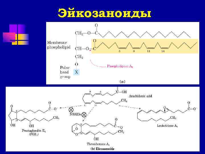 Эйкозаноиды биохимия презентация