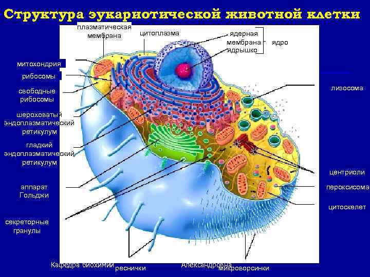 Структура эукариотической животной клетки плазматическая мембрана цитоплазма ядерная мембрана ядрышко ядро митохондрия рибосомы лизосома