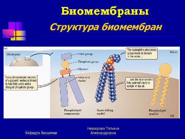 Биомембраны Структура биомембран Кафедра биохимии Невзорова Татьяна Александровна 
