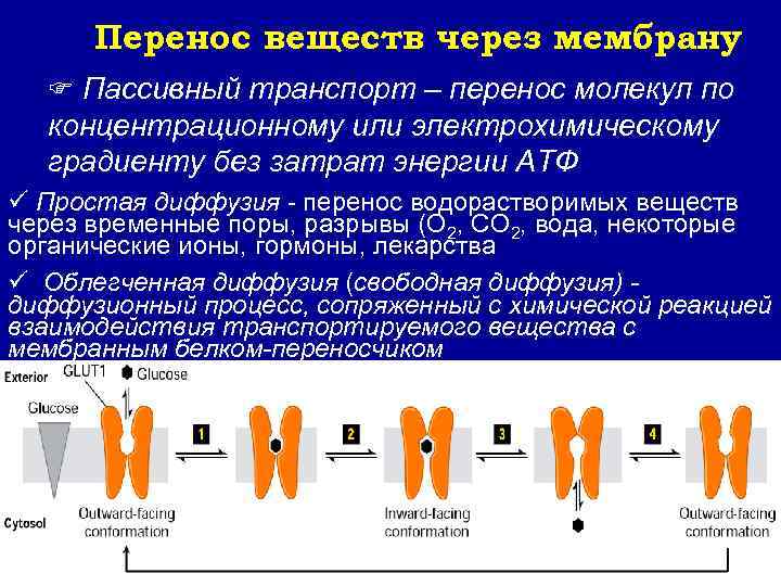 Перенос веществ через мембрану F Пассивный транспорт – перенос молекул по концентрационному или электрохимическому