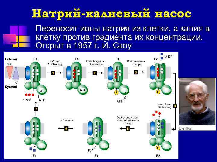 Натрий-калиевый насос Переносит ионы натрия из клетки, а калия в клетку против градиента их