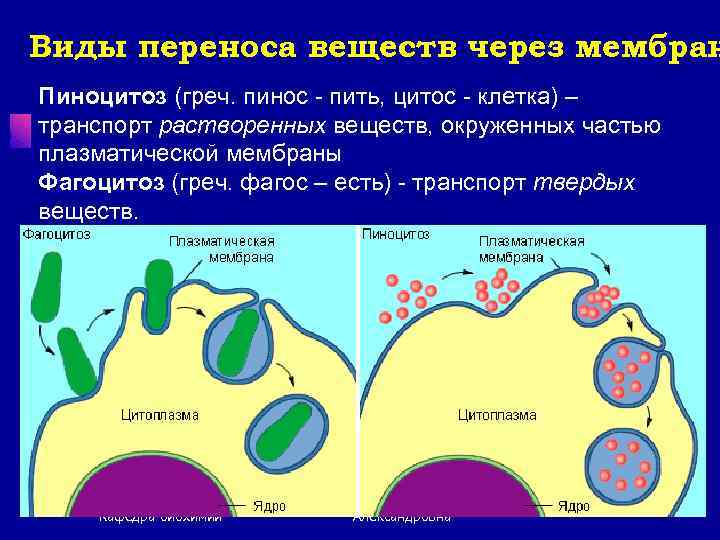 Виды переноса веществ через мембран Пиноцитоз (греч. пинос - пить, цитос - клетка) –