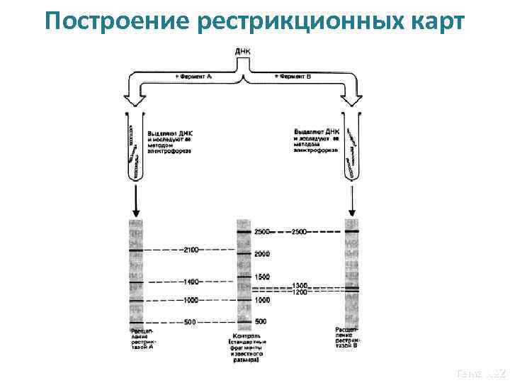 Рестрикционная карта хромосом