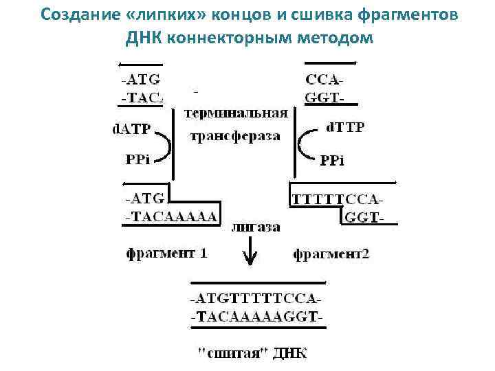 Длина фрагмента днк. Сшивка фрагментов ДНК. Сшивание фрагментов ДНК С тупыми концами. Сшивание липких концов ДНК. Коннекторный метод конструирования ДНК.