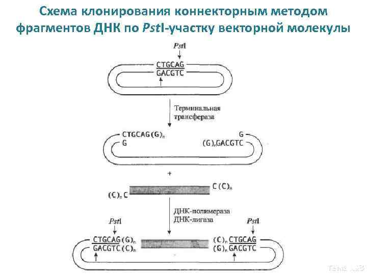 Метод отрывок. Коннекторный метод конструирования ДНК. Рестриктазно-лигазный метод. Коннекторный метод гибридизации ДНК.