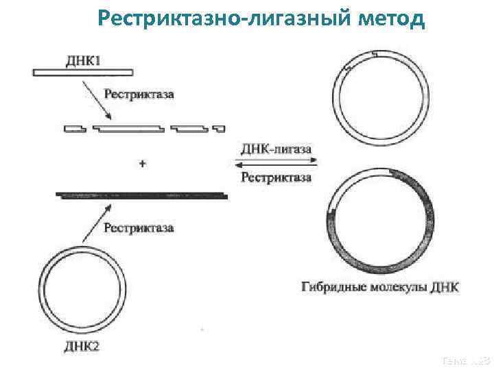 Рестриктазно-лигазный метод Тема № 3 