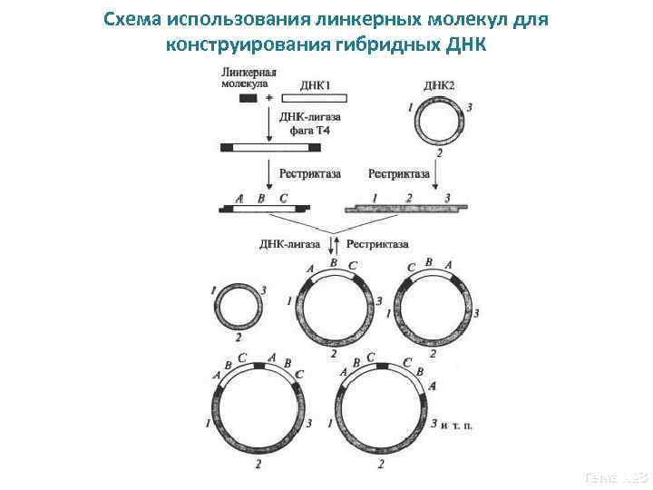 Схема использования линкерных молекул для конструирования гибридных ДНК Тема № 3 
