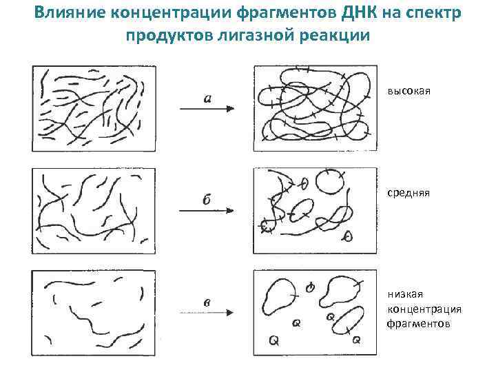 Влияние концентрации фрагментов ДНК на спектр продуктов лигазной реакции высокая средняя низкая концентрация фрагментов