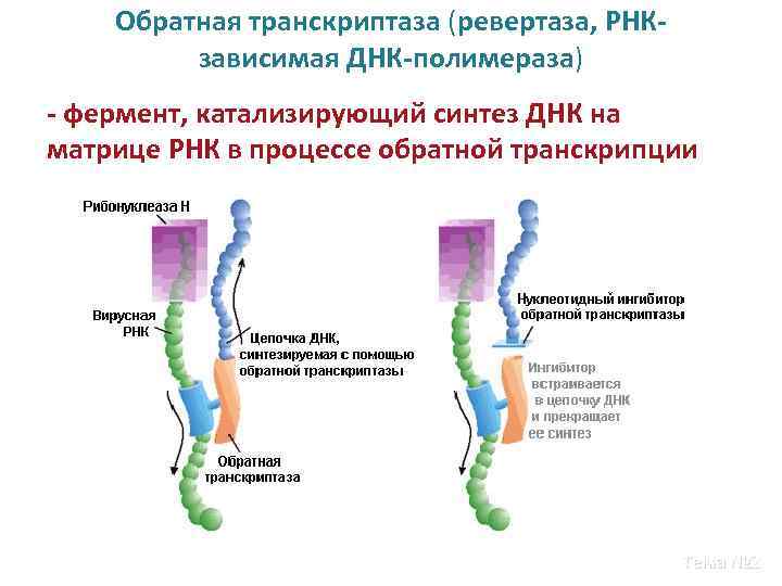 Обратная транскриптаза (ревертаза, РНКзависимая ДНК-полимераза) - фермент, катализирующий синтез ДНК на матрице РНК в