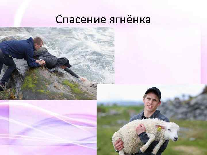 Спасение ягнёнка 