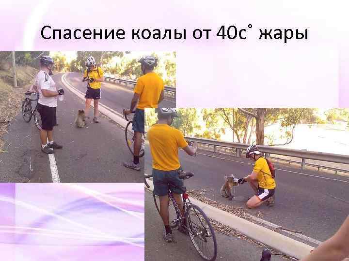 Спасение коалы от 40 с˚ жары 