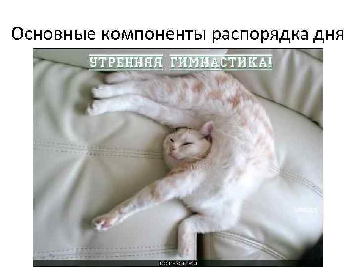 Основные компоненты распорядка дня 
